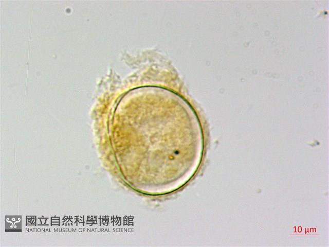 南投三叉蕨藏品圖，第2張