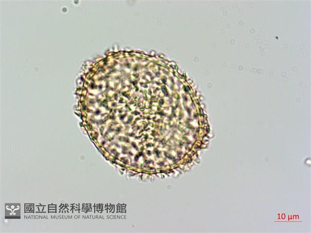 姬蕨藏品圖，第3張