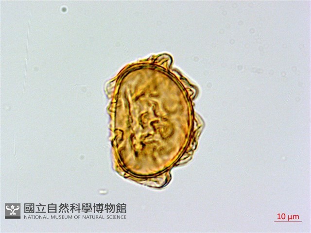 密腺羽節蕨藏品圖，第3張