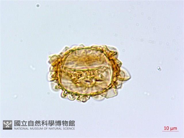 登錄號:P003871藏品圖，第3張