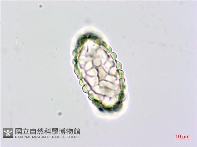 台灣小膜蓋蕨藏品圖，第2張