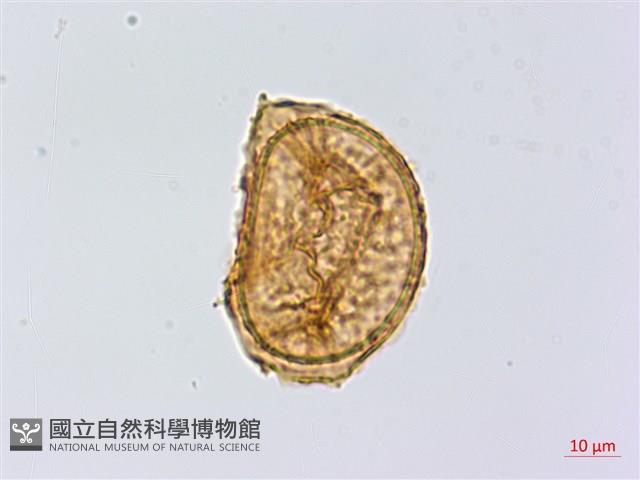 長生鐵角蕨藏品圖，第3張