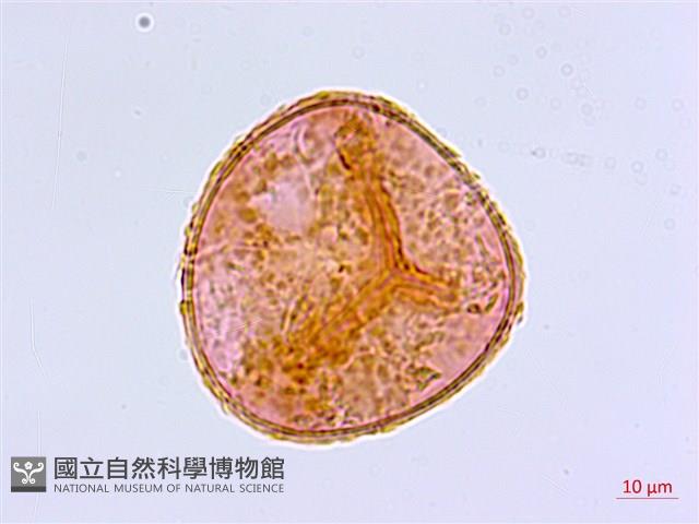 登錄號:P005681藏品圖，第3張