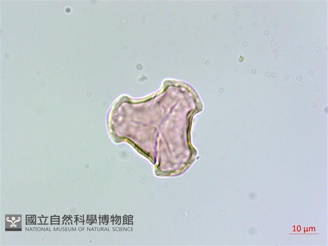 蛇足石杉、千層塔藏品圖，第2張