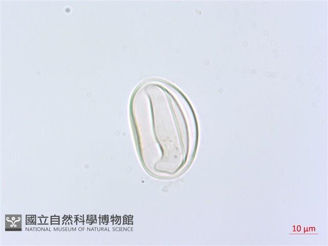 網脈雙蓋蕨藏品圖，第3張