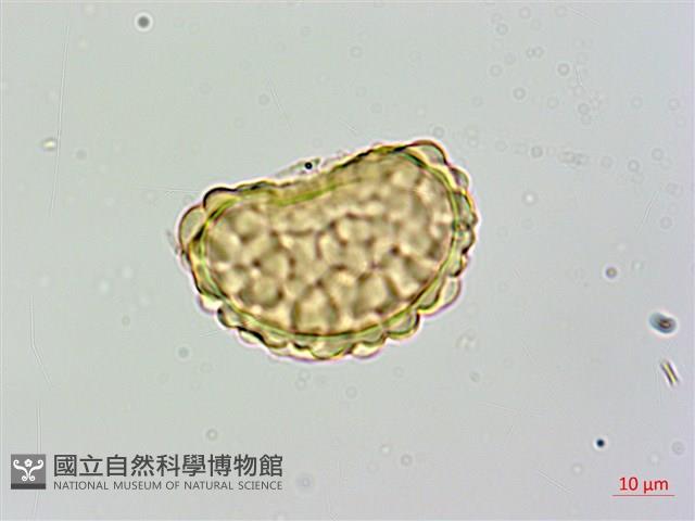 大膜蓋蕨藏品圖，第3張