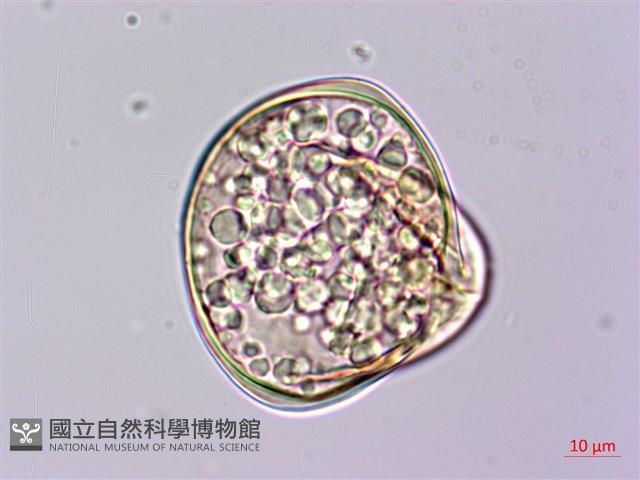 金狗毛蕨藏品圖，第3張