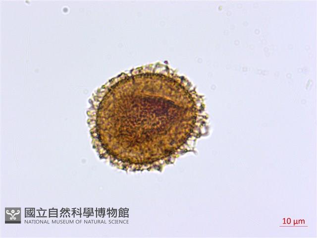 姬鐵角蕨藏品圖，第3張