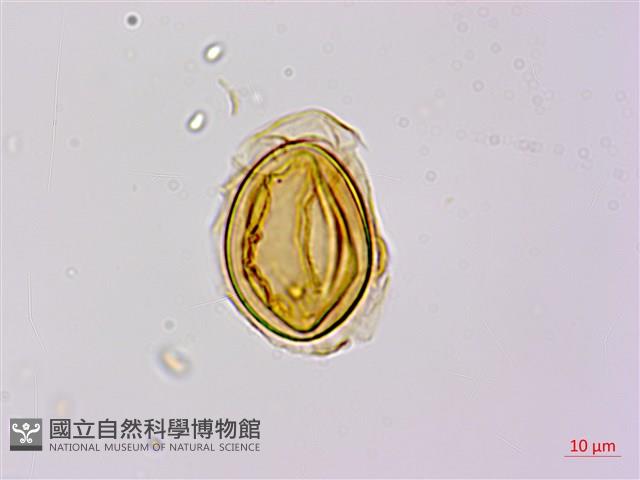 烏毛蕨藏品圖，第2張