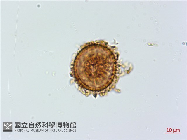 小葉鐵角蕨藏品圖，第3張