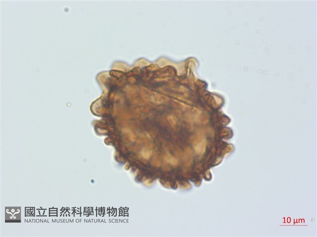 南洋假鱗毛蕨、波氏蹄蓋蕨藏品圖，第2張