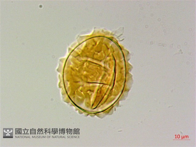 地耳蕨藏品圖，第3張