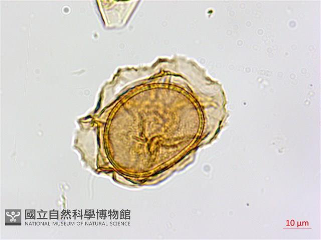 南海鐵角蕨藏品圖，第3張
