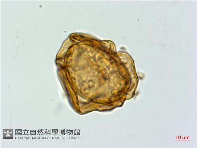 亞蹄蓋蕨藏品圖，第3張