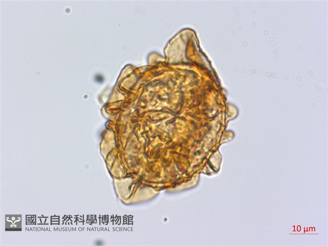 細齒貫眾蕨藏品圖，第3張