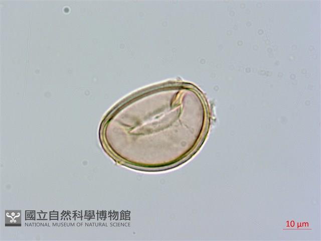 紅柄蹄蓋蕨藏品圖，第2張