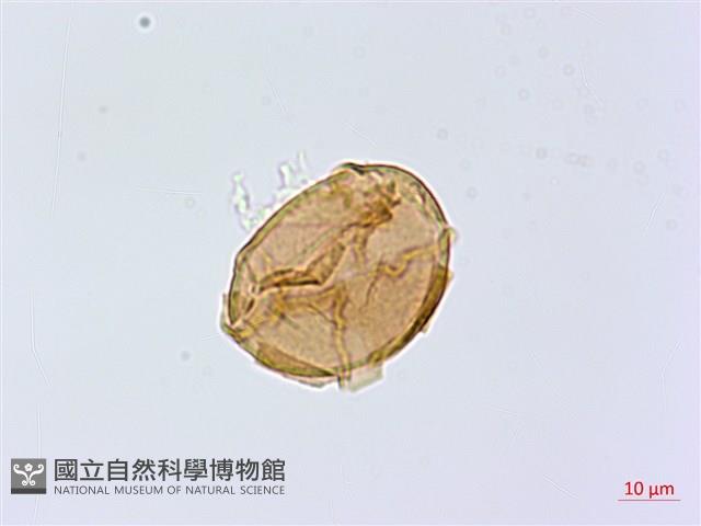 擬德氏雙蓋蕨藏品圖，第3張