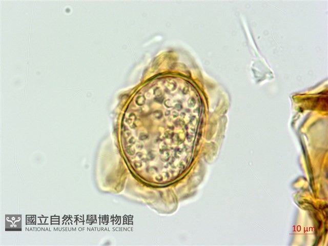 假腸蕨藏品圖，第2張