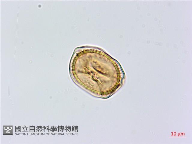 黑鱗鐵角蕨、假大羽鐵角蕨、大羽鐵角蕨藏品圖，第3張