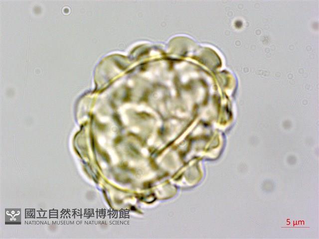 馬來陰石蕨藏品圖，第3張