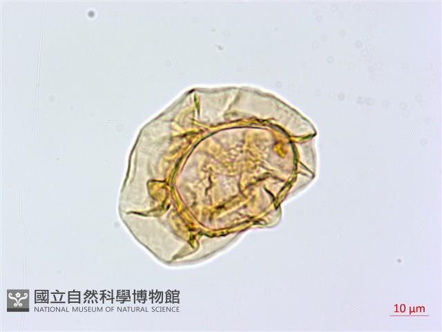 大葉貞蕨藏品圖，第2張