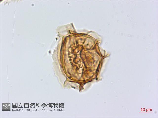 綠柄剪葉鐵角蕨藏品圖，第2張