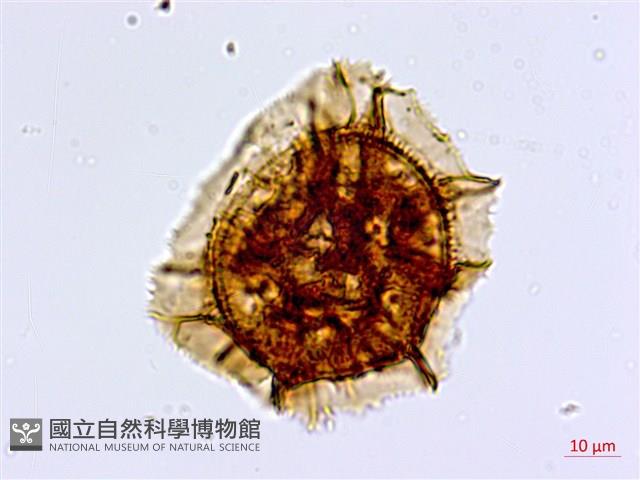 大黑柄鐵角蕨藏品圖，第2張
