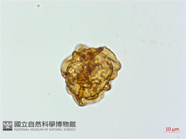 細葉複葉耳蕨藏品圖，第2張