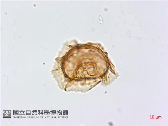 生芽鐵角蕨藏品圖，第2張