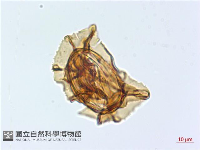 腸蕨藏品圖，第3張