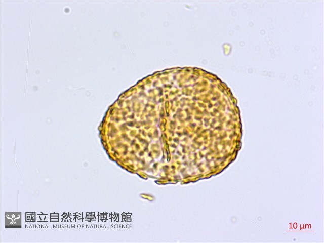 馬來鐵線蕨藏品圖，第3張
