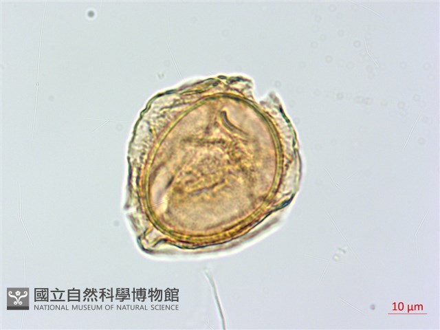 蘭嶼鐵角蕨藏品圖，第2張