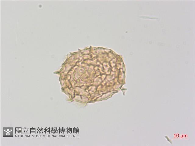 毛葉軸脈蕨藏品圖，第2張