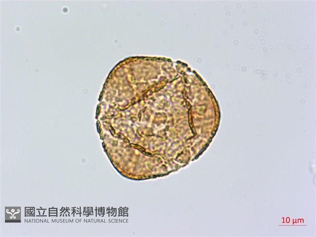 日本鳳丫蕨藏品圖，第3張