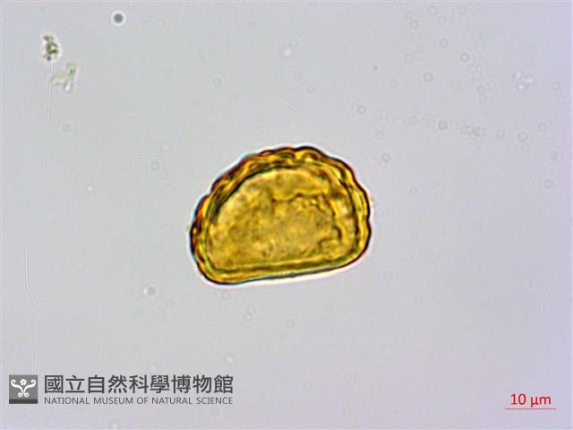 栗蕨藏品圖，第3張