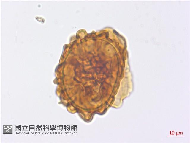 山東腫足蕨藏品圖，第3張