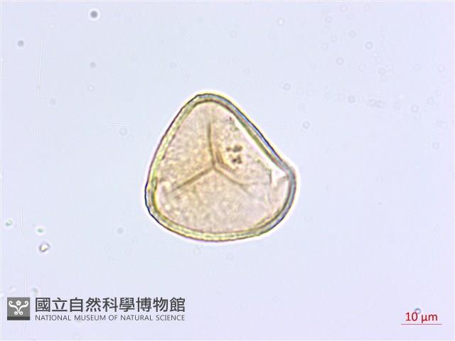 掌葉鐵線蕨藏品圖，第2張