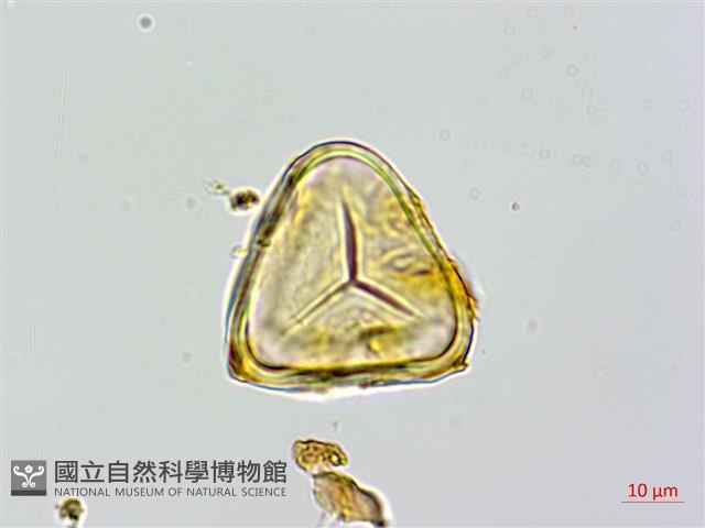 蘭嶼筆筒樹、蘭嶼桫欏藏品圖，第3張