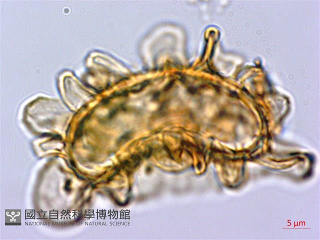 耳羽短腸蕨藏品圖，第3張