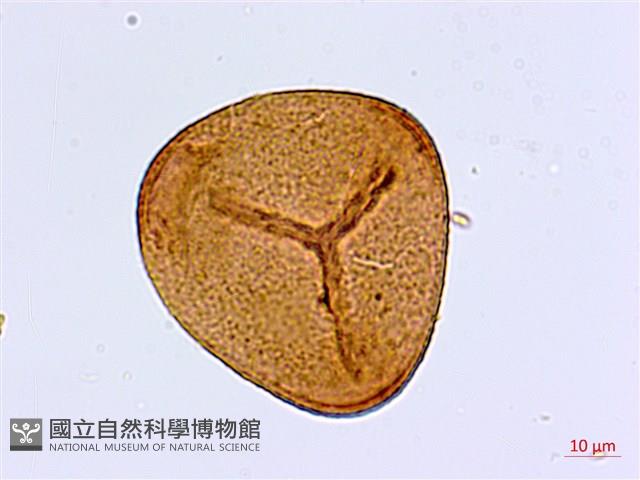 半月形鐵線蕨藏品圖，第2張