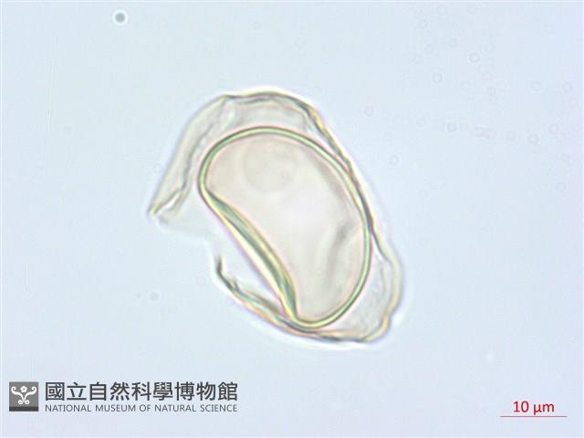 疏葉雙蓋蕨藏品圖，第2張