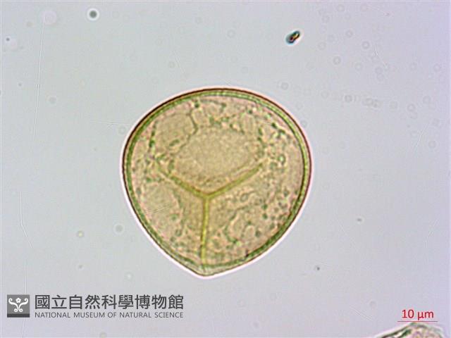 司氏碗蕨藏品圖，第3張