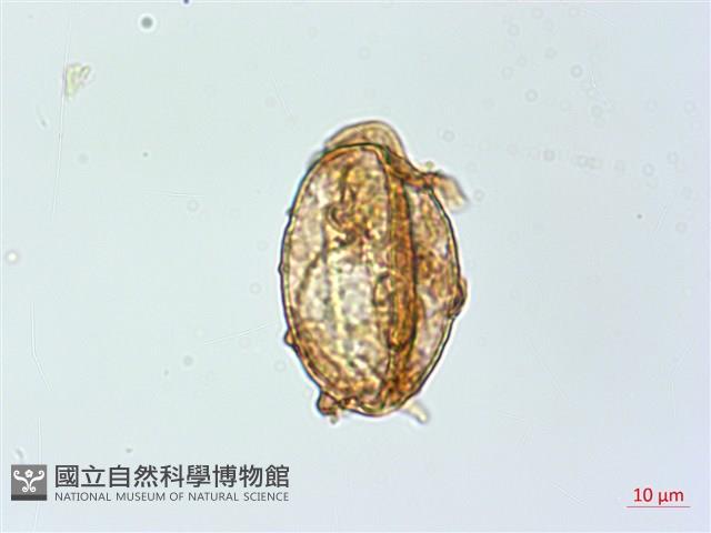 哈氏假複葉耳蕨藏品圖，第3張