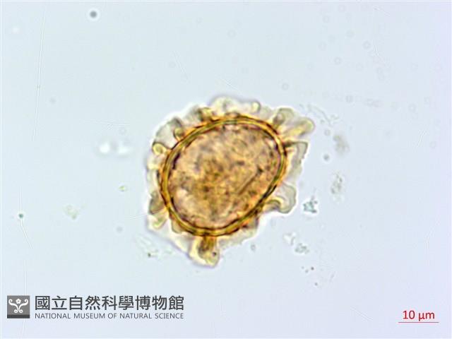 登錄號:P015629藏品圖，第2張