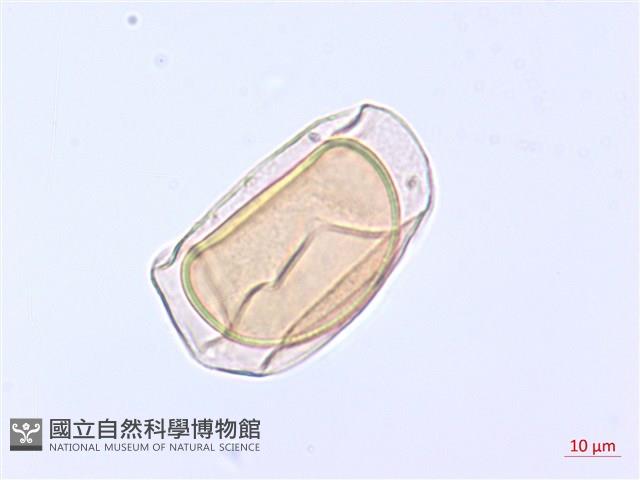 翅柄雙蓋蕨藏品圖，第2張