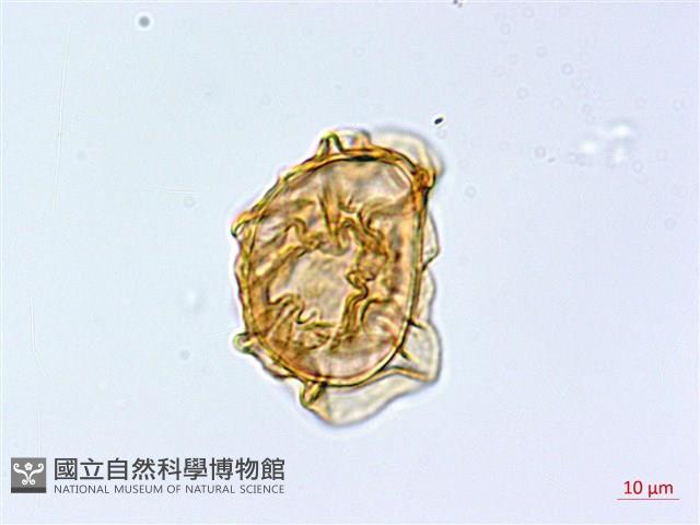 大理峨眉蕨藏品圖，第3張