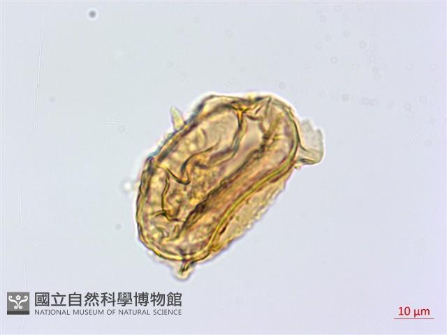 深山雙蓋蕨藏品圖，第2張