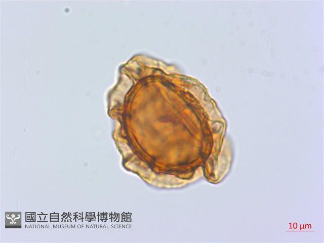 禾稈蹄蓋蕨藏品圖，第3張