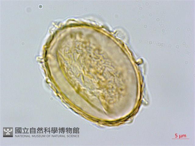 毛柄短腸蕨藏品圖，第3張