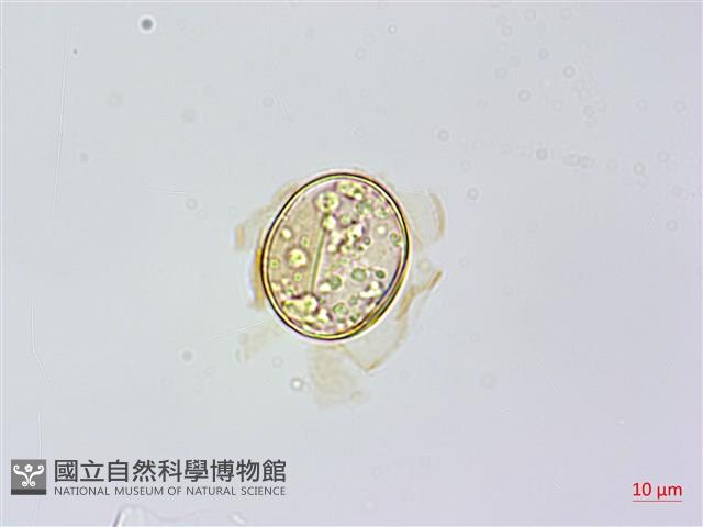 烏毛蕨藏品圖，第2張